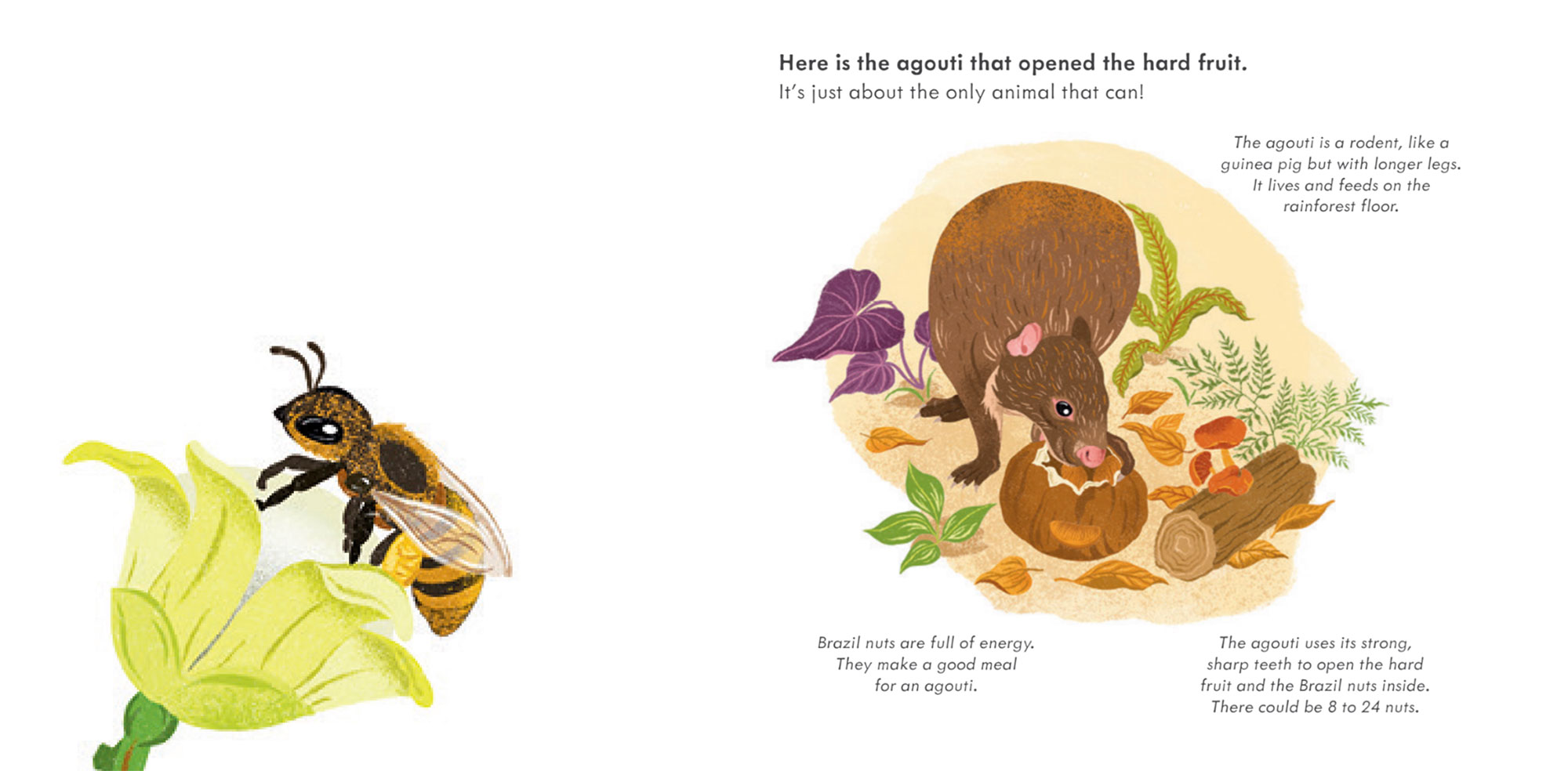 Book illustration of a pollen-gathering bee and an agouti opening a Brazil nut